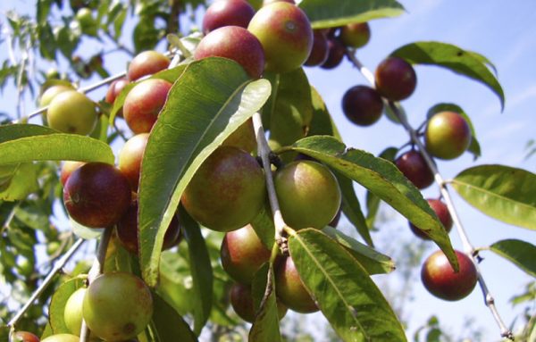 Nature's Vit C (Camu Camu) & Probiotics - Image 7